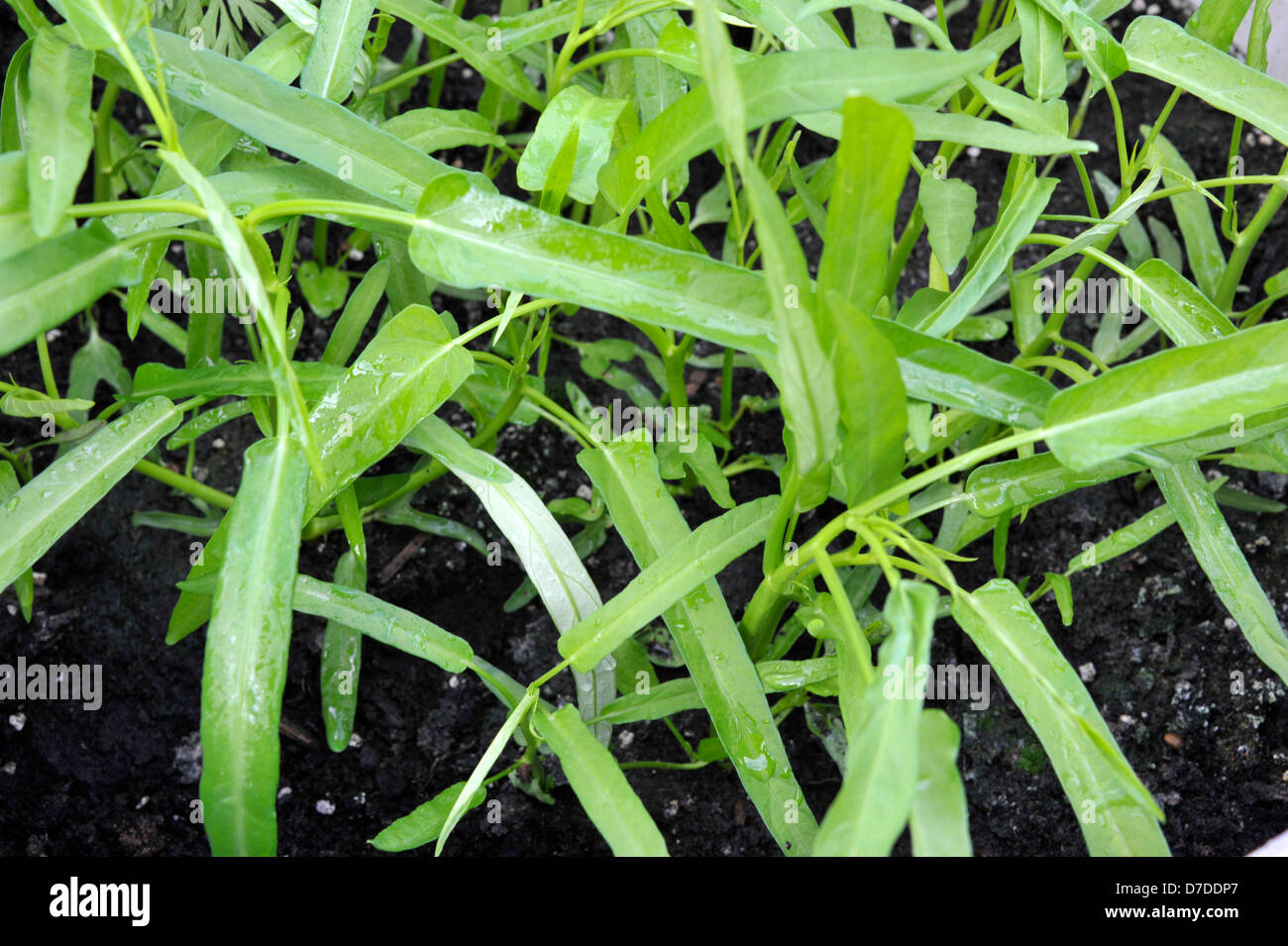 Pak boong, also known as Water Spinach, River Spinach, water morning glory or kang kong and used in many Asian dishes. Stock Photo