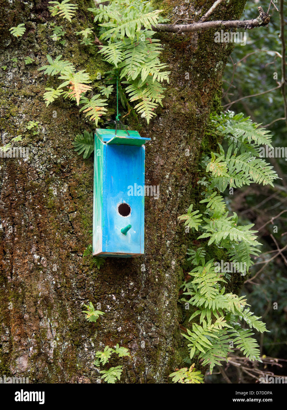 Blue bird house in tree Stock Photo - Alamy