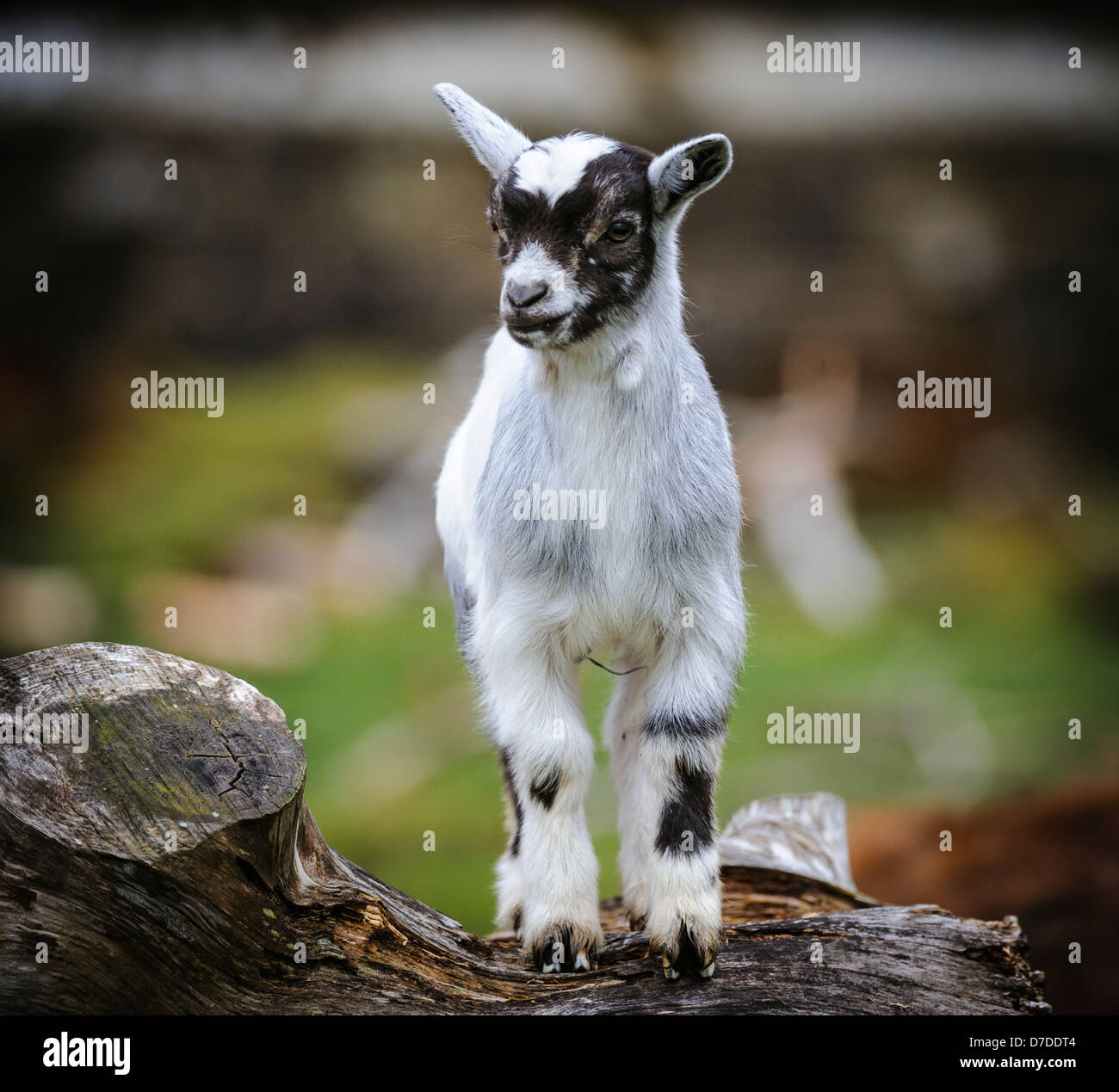 Pygmy Goat kid (approx 10 days old) on a small holding in South