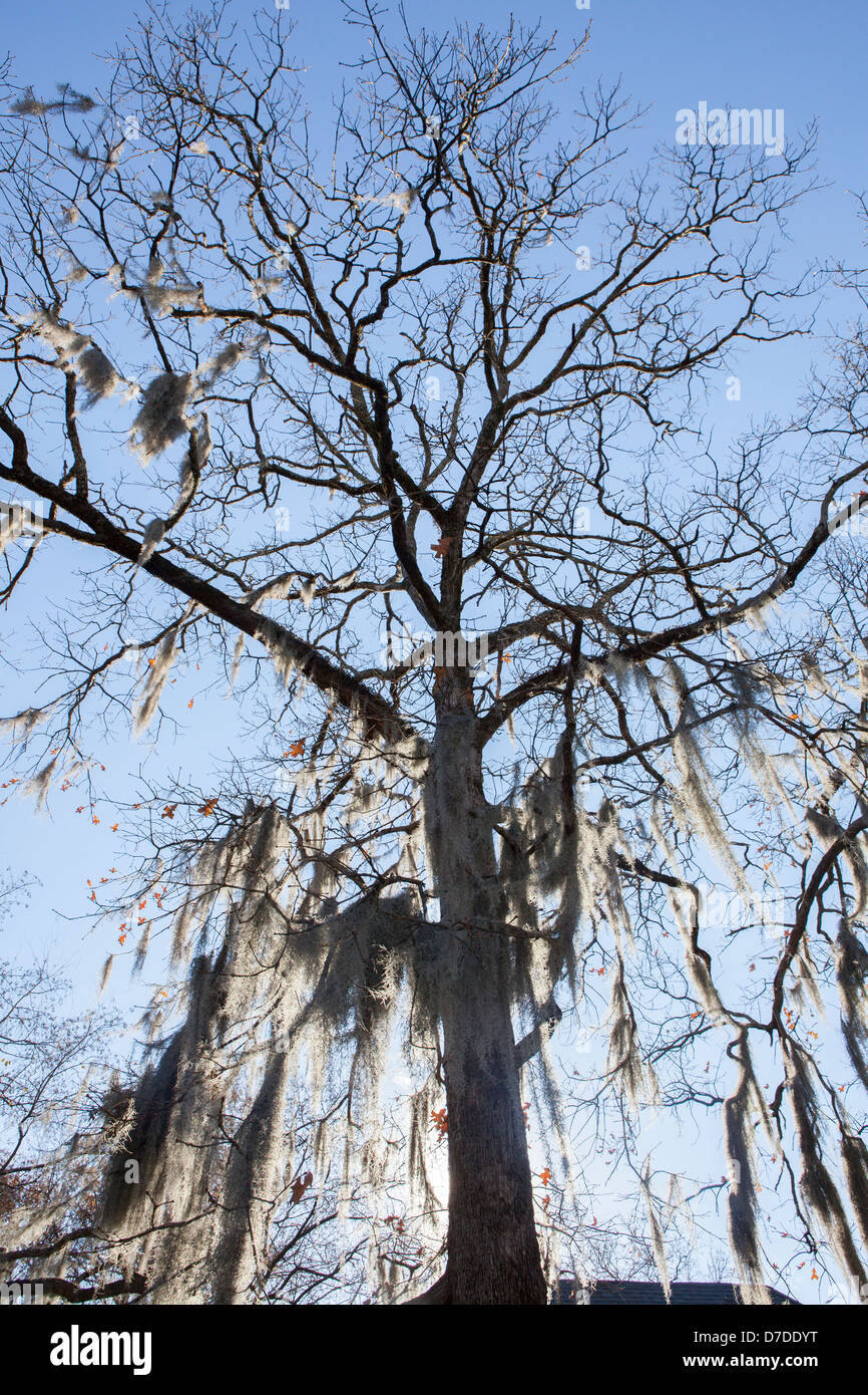 A tree. Jackson, Mississippi, USA Stock Photo Alamy