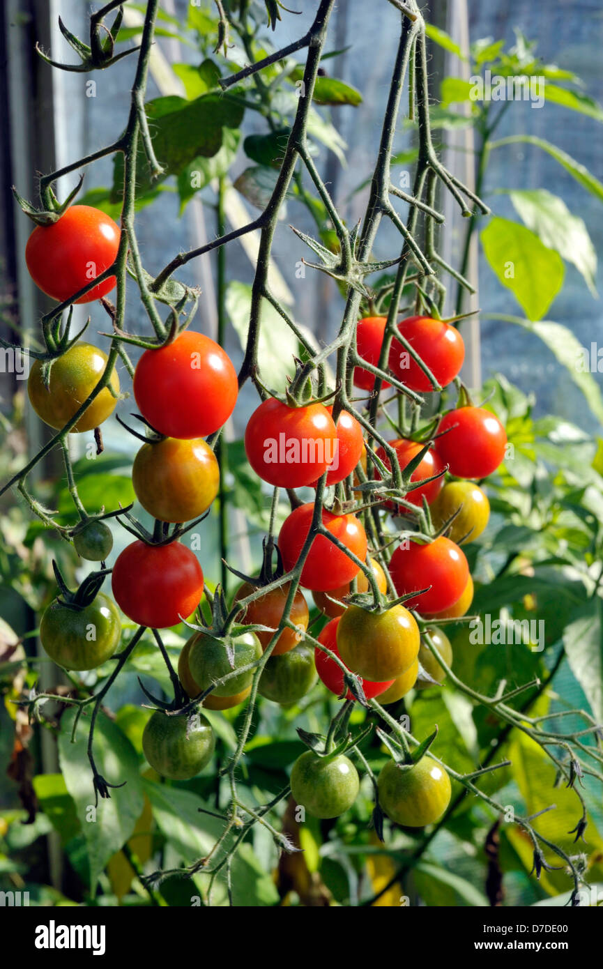 Greenhouse grown sweet million F1 cherry tomatoes. Stock Photo