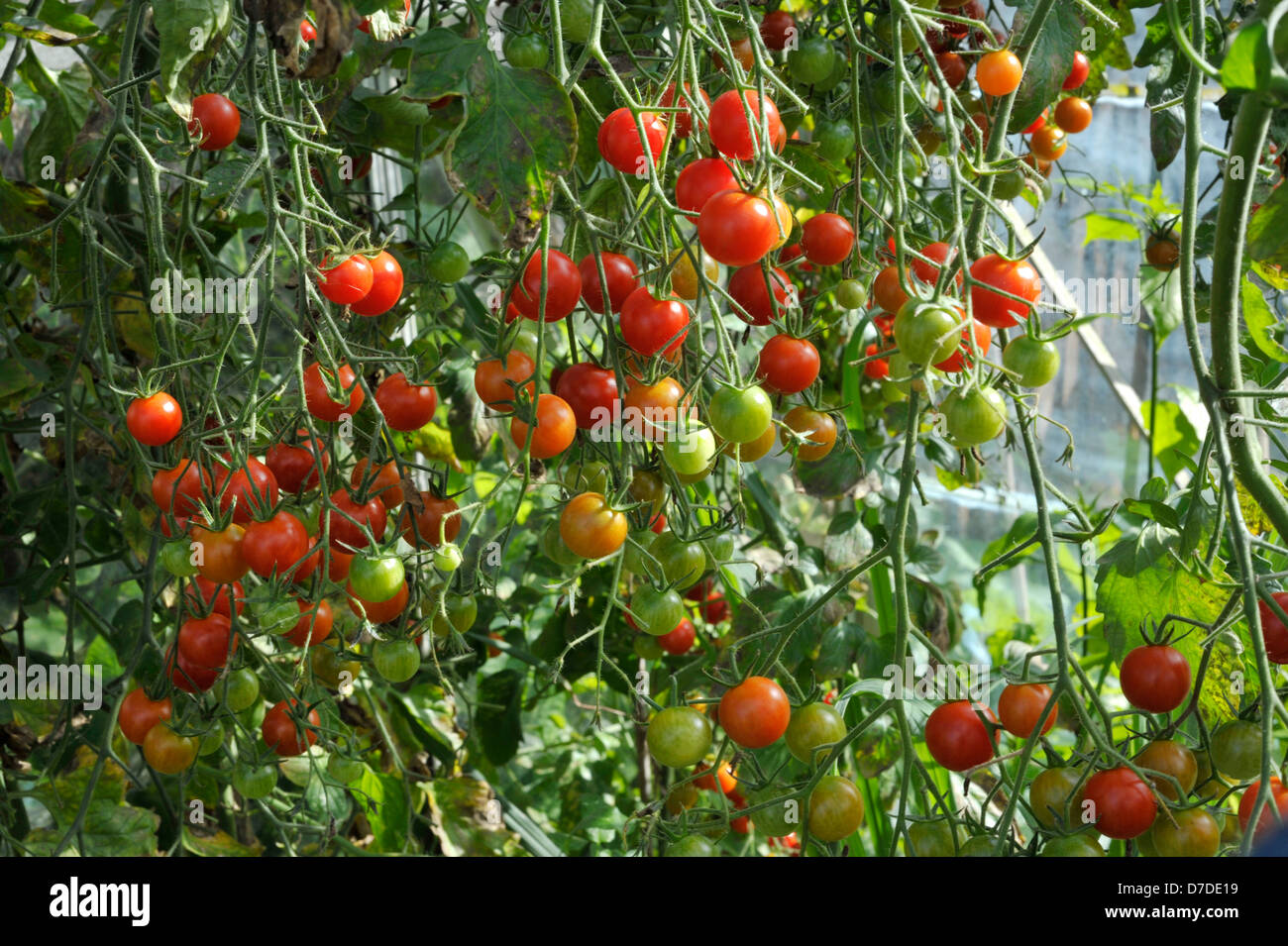 Greenhouse grown sweet million F1 cherry tomatoes. Stock Photo