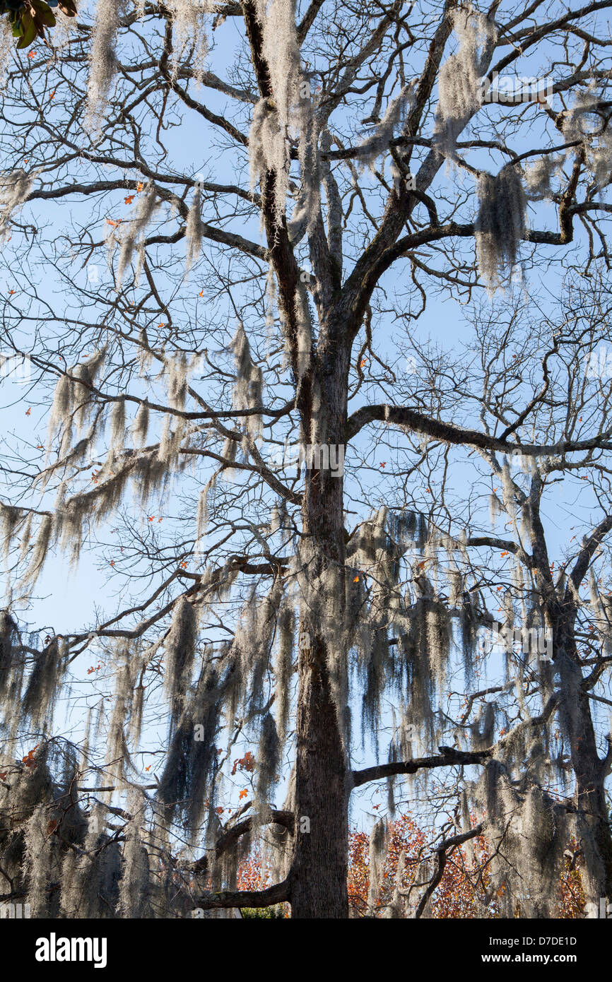 A tree. Jackson, Mississippi, USA Stock Photo Alamy