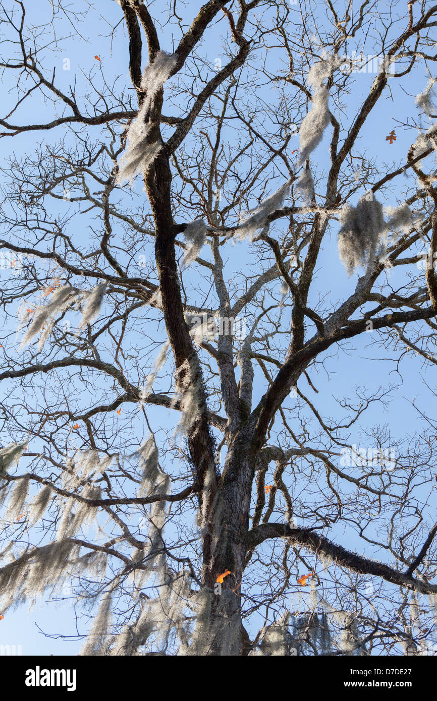 A tree. Jackson, Mississippi, USA Stock Photo Alamy