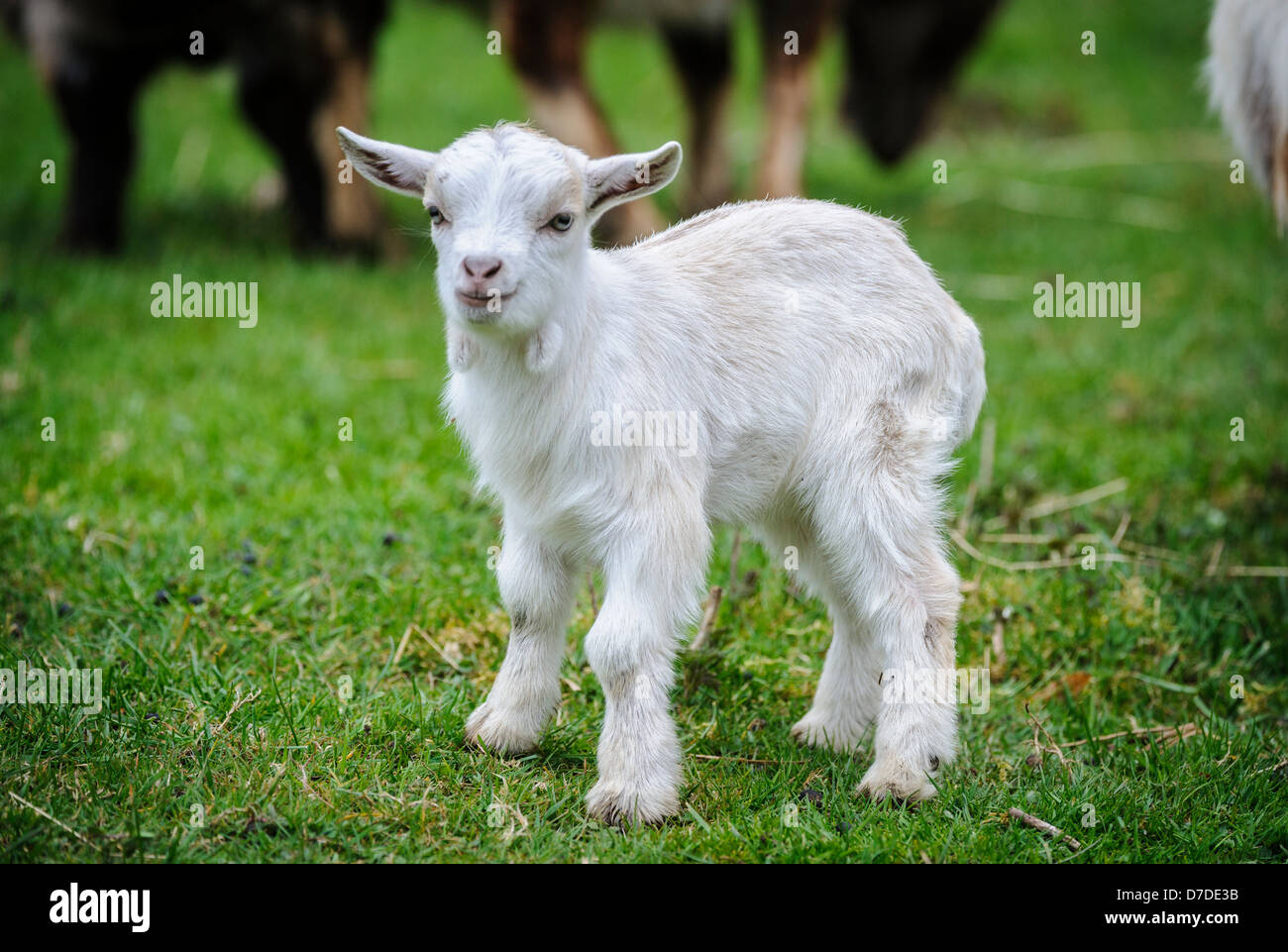 Pygmy Goat kid (approx 10 days old) on a small holding in South