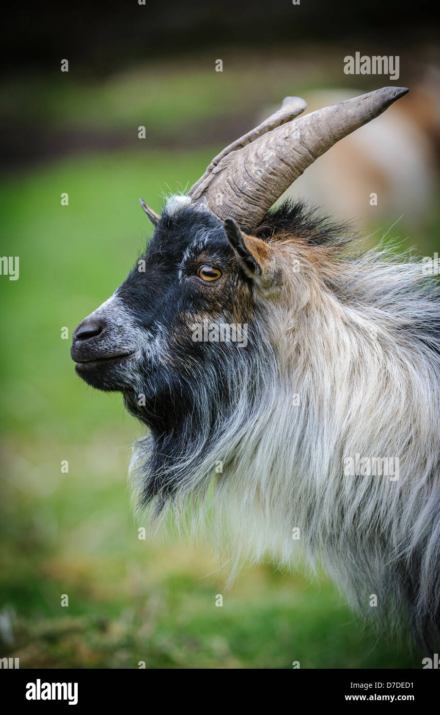 Pygmy goat male hires stock photography and images Alamy