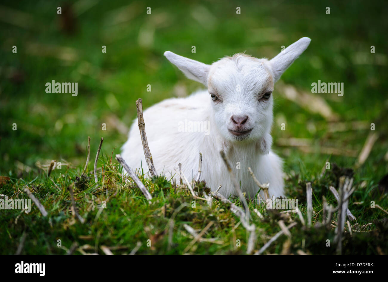 Pygmy Goat kid (approx 10 days old) on a small holding in South