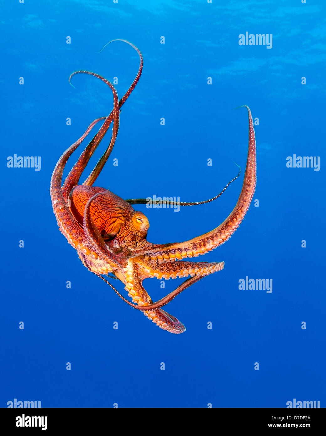 Day Octopus, Octopus cyanea, Kohala Coast, Big Island, Hawaii, USA Stock Photo Alamy