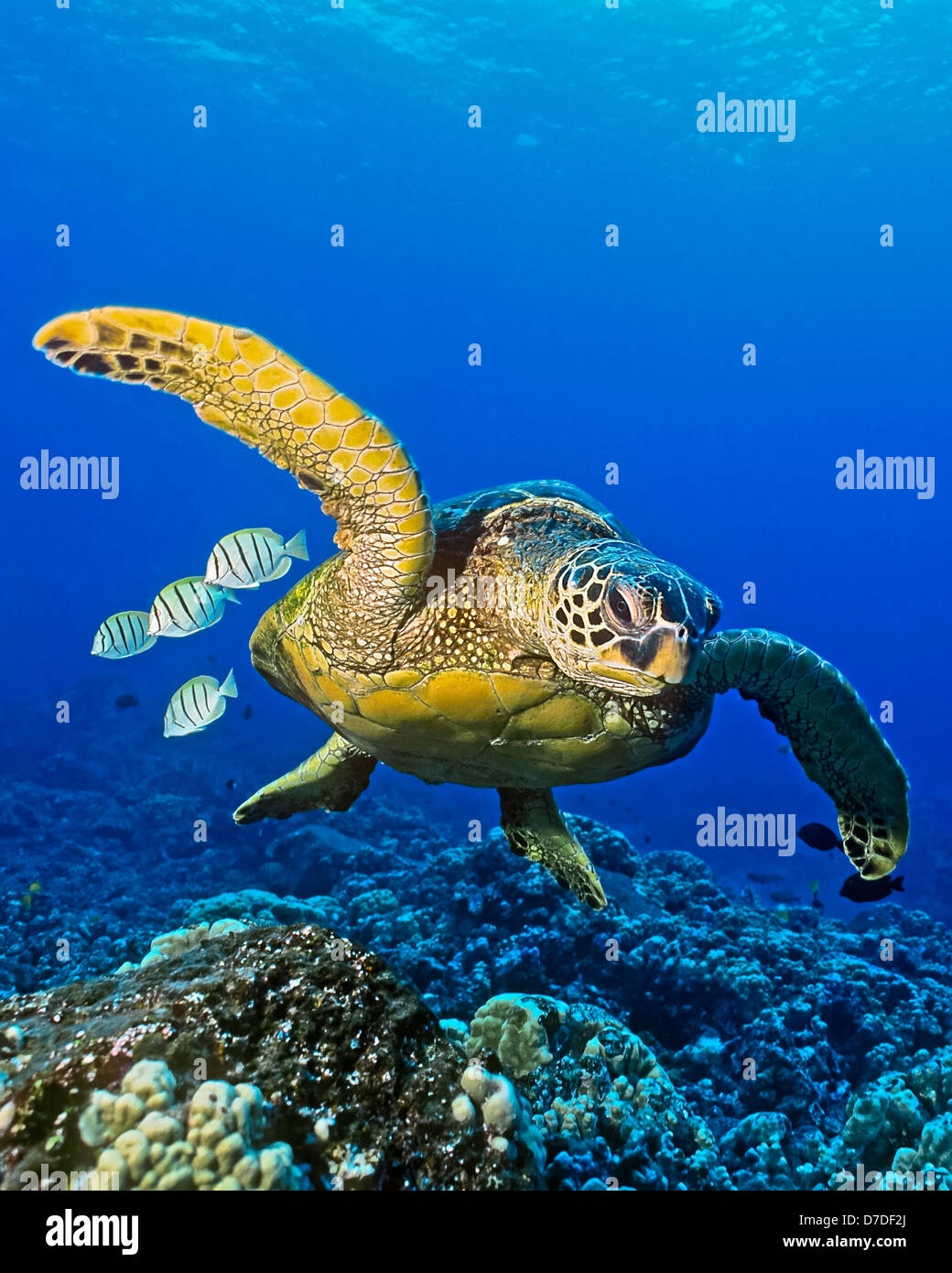 Green Sea Turtle, Chelonia mydas, Kona Coast, Big Island, Hawaii, USA Stock Photo