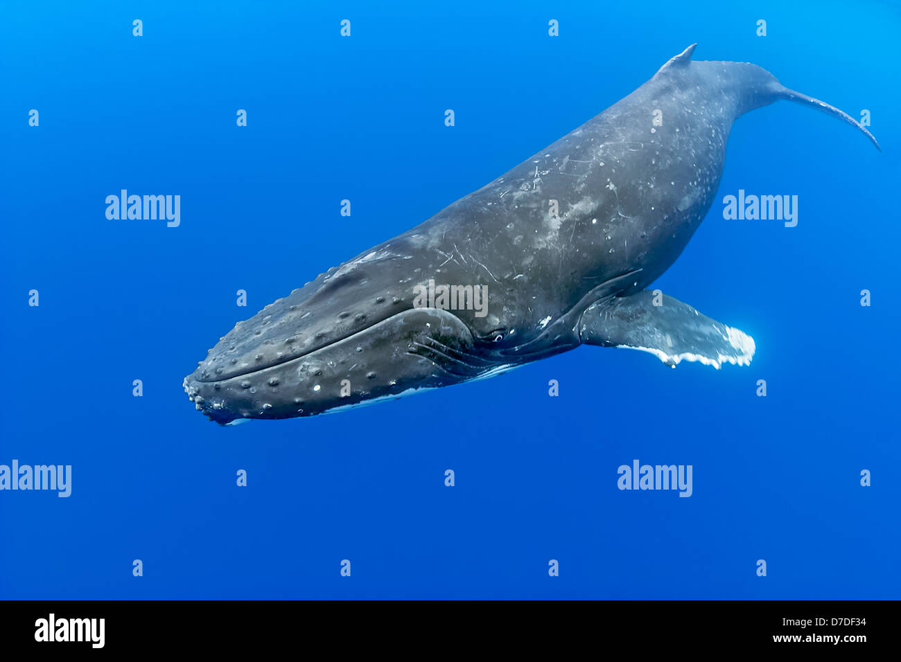 Humpback Whale, Megaptera novaeangliae, Hawaii, USA Stock Photo