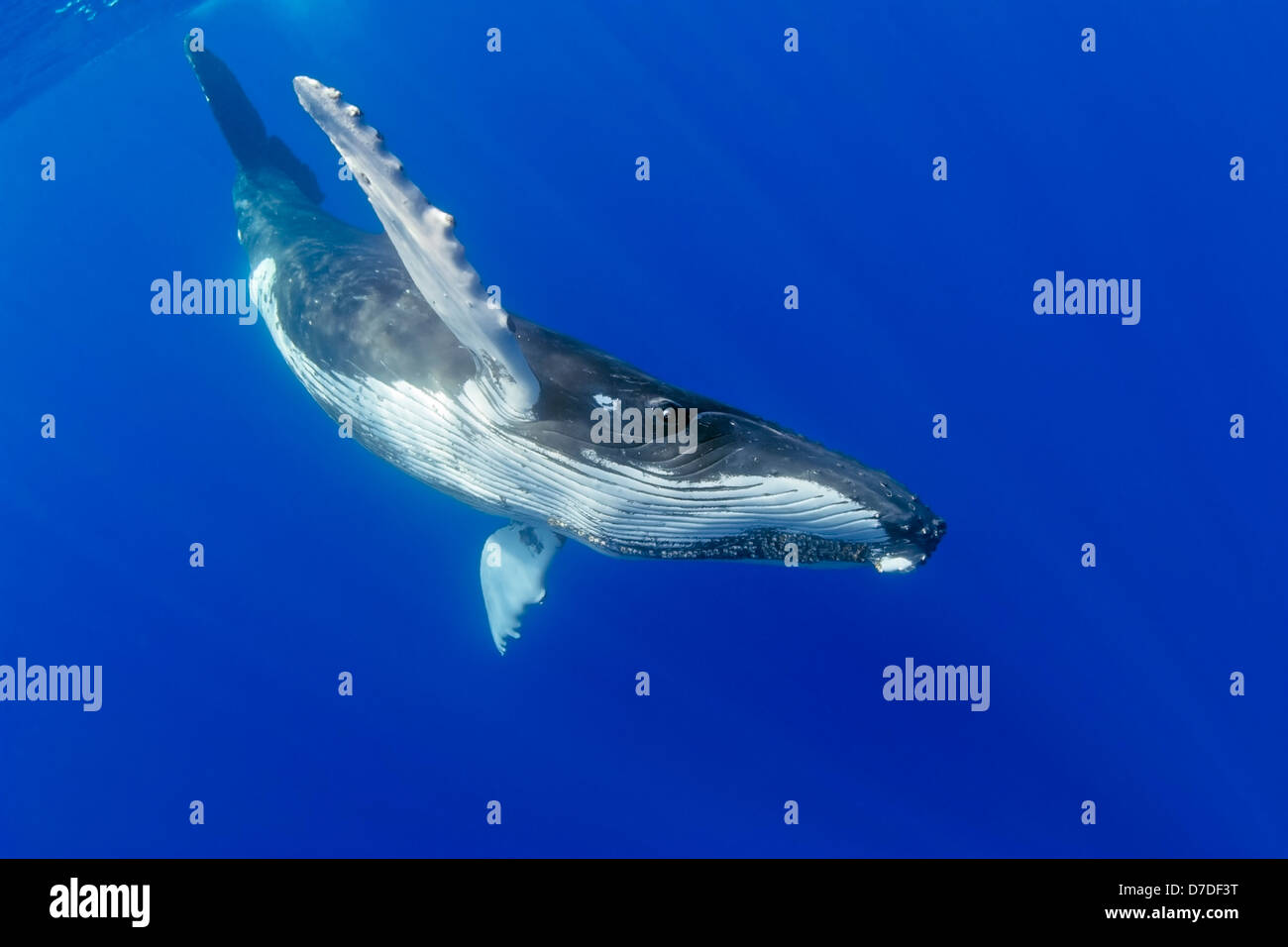 Humpback Whale, Megaptera novaeangliae, Hawaii, USA Stock Photo Alamy