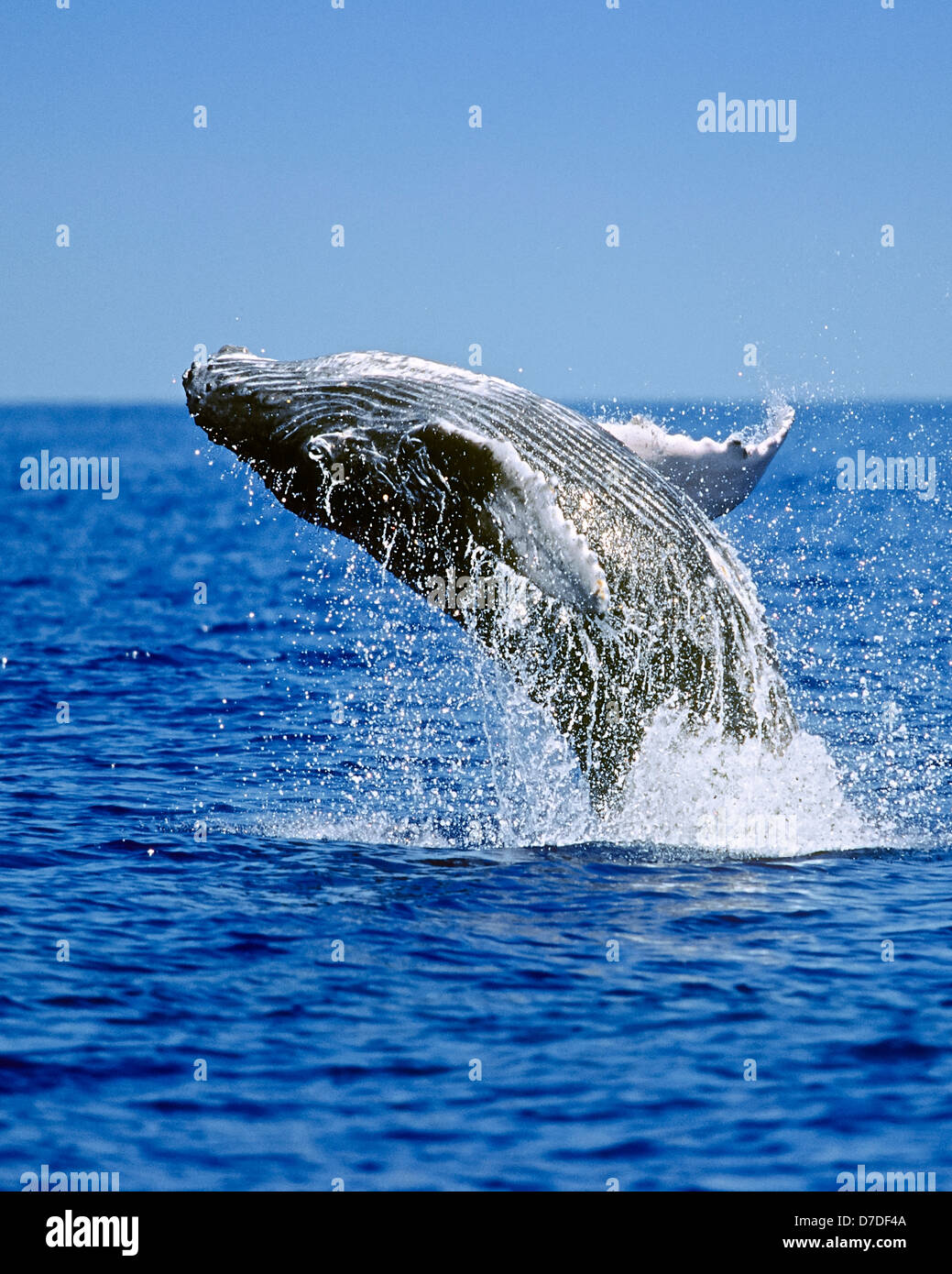 Humpback Whale breaching, Megaptera novaeangliae, Hawaii, USA Stock Photo
