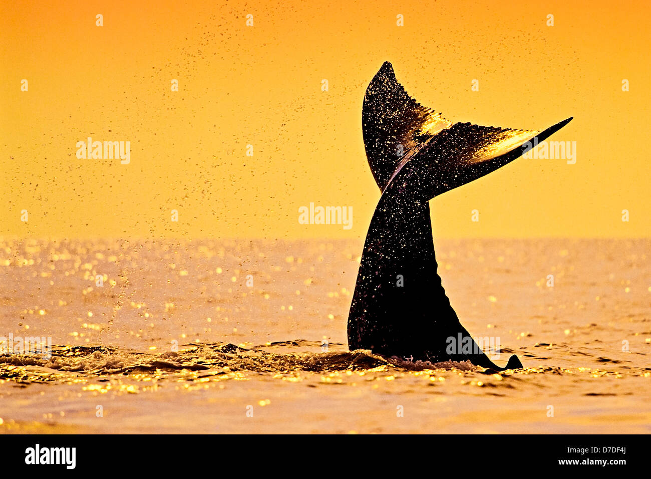 Fluke of Humpback Whale, Megaptera novaeangliae, Hawaii, USA Stock Photo