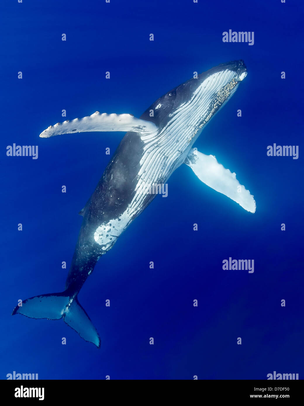 Humpback Whale, Megaptera novaeangliae, Hawaii, USA Stock Photo