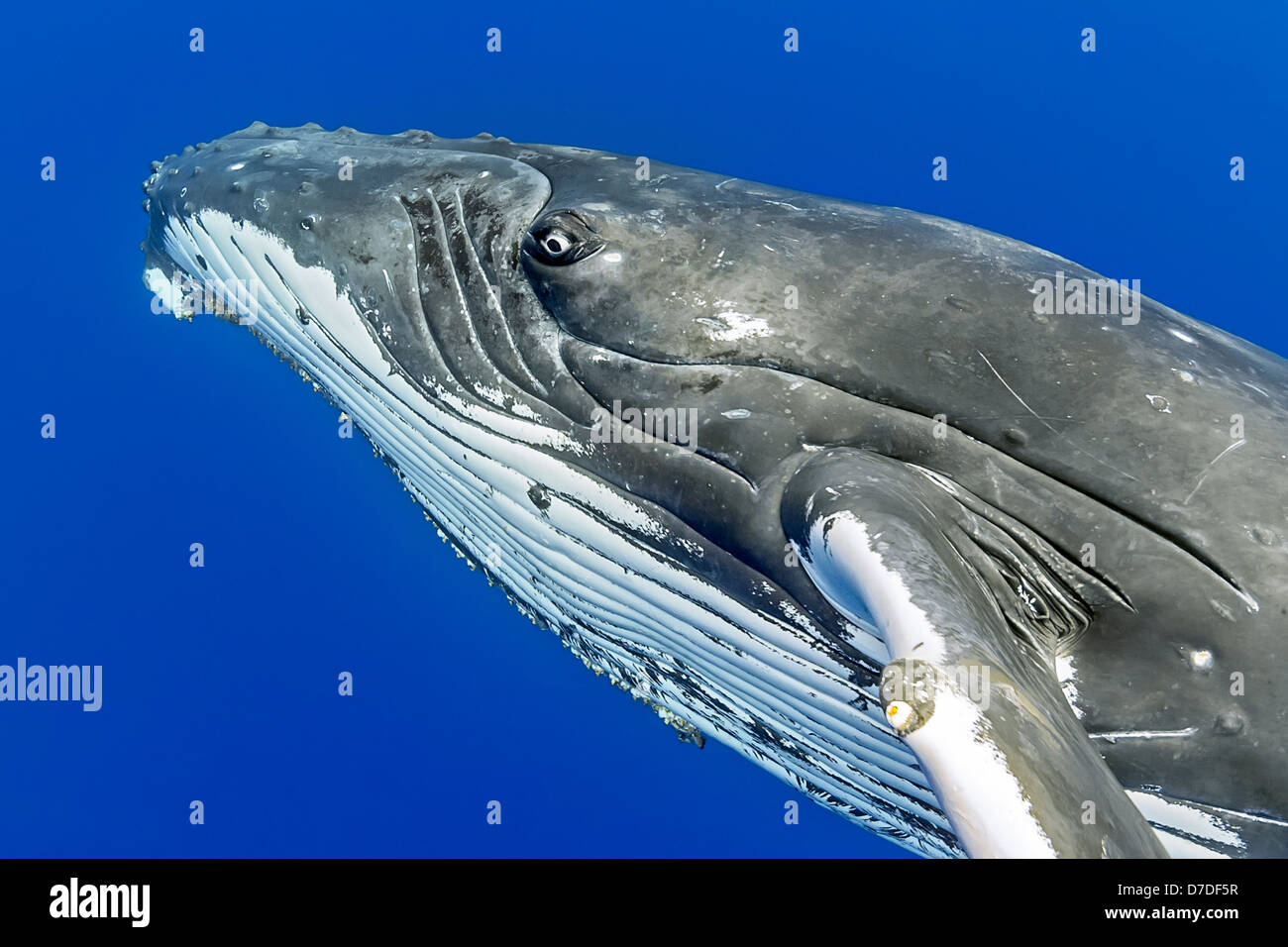 Humpback Whale, Megaptera novaeangliae, Hawaii, USA Stock Photo Alamy