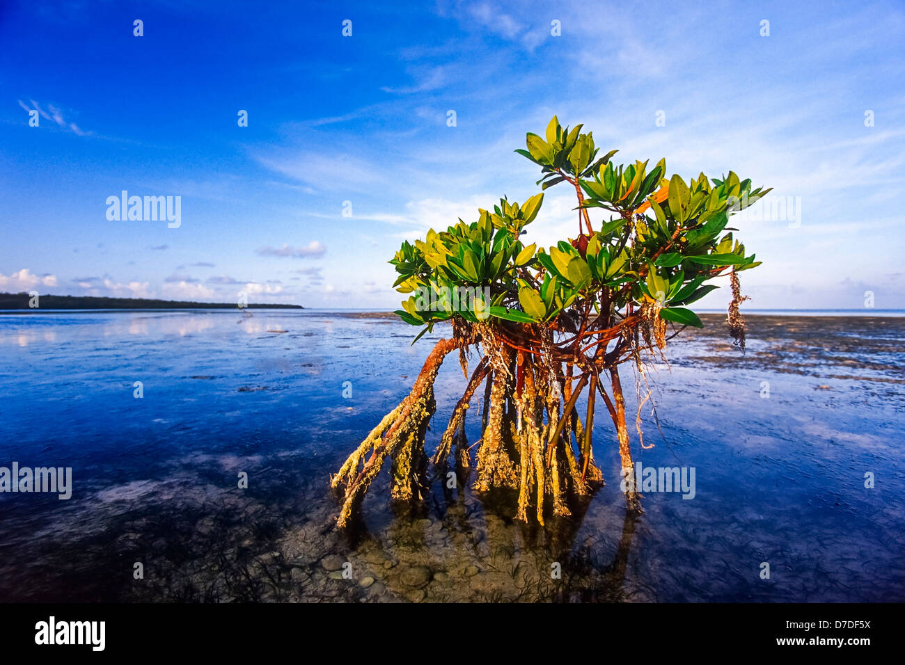 Red Mangrove, Rhizophora mangle, Florida, Biscayne National Park, USA Stock Photo