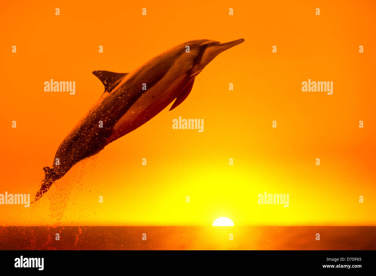 Spinner Dolphin, Stenella longirostris, Kona Coast, Big Island, Hawaii