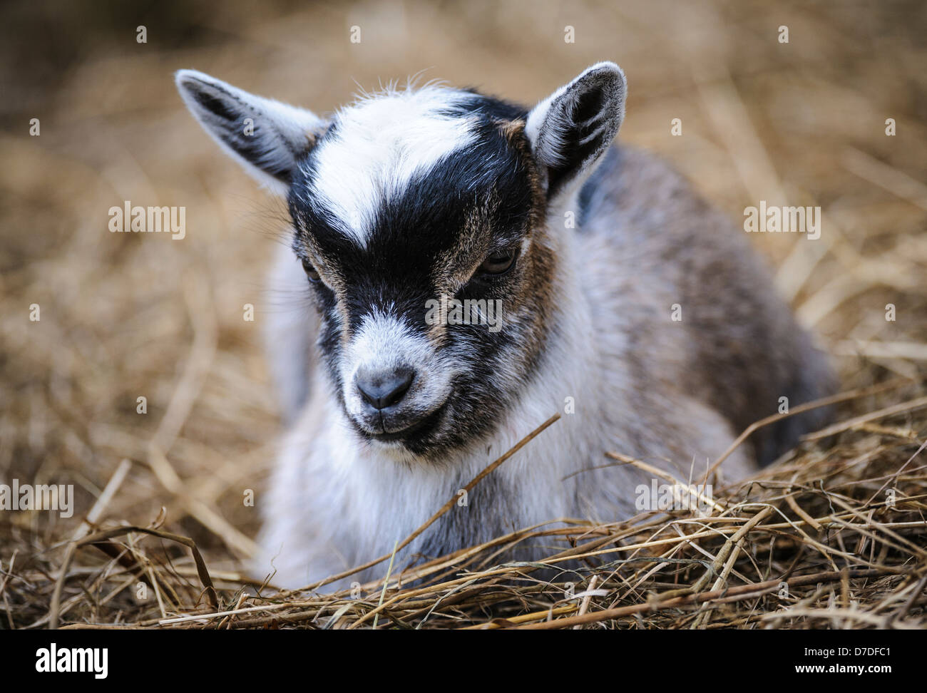 Pygmy Goat kid (approx 10 days old) on a small holding in South