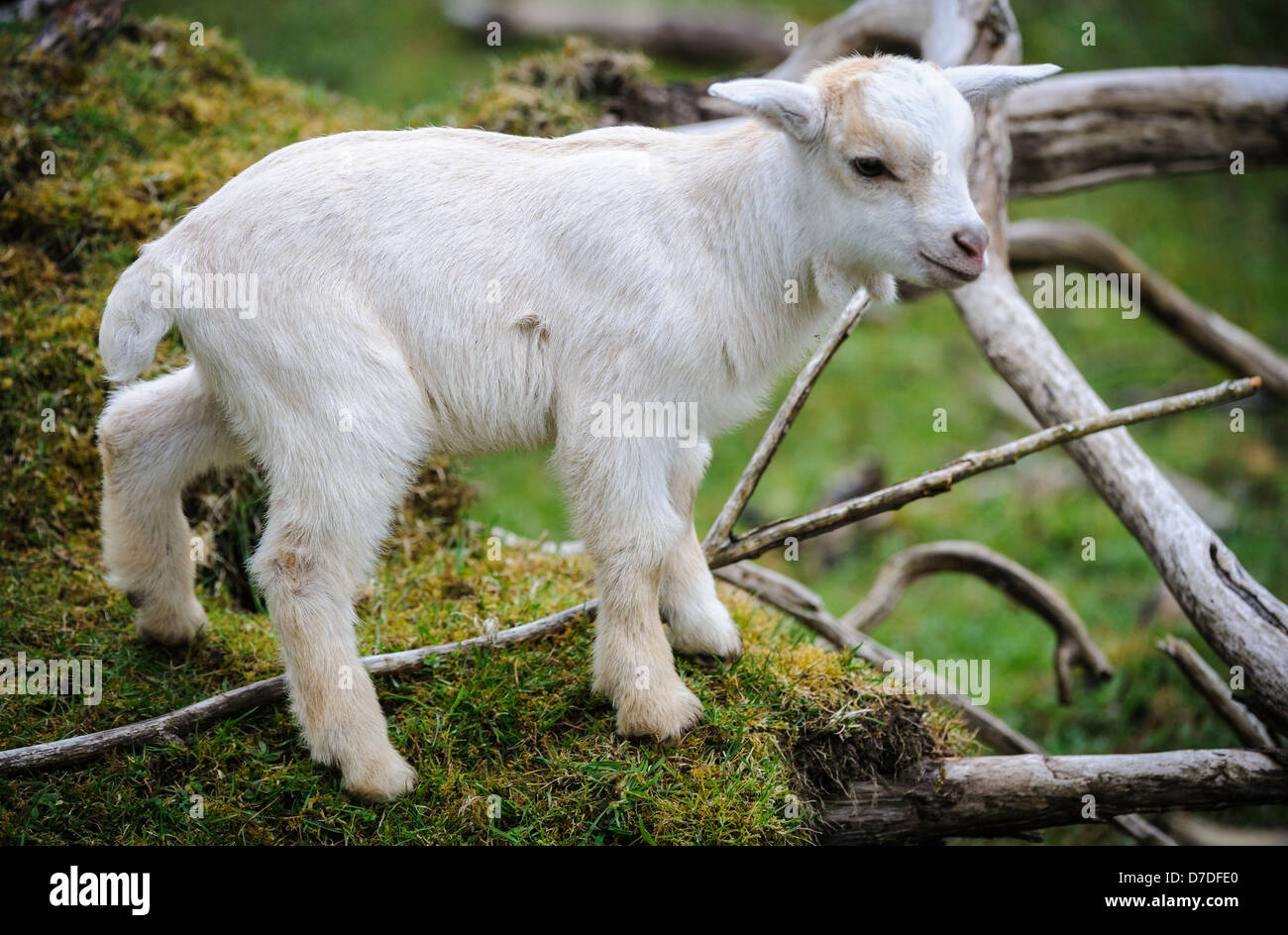 Pygmy Goat kid (approx 10 days old) on a small holding in South