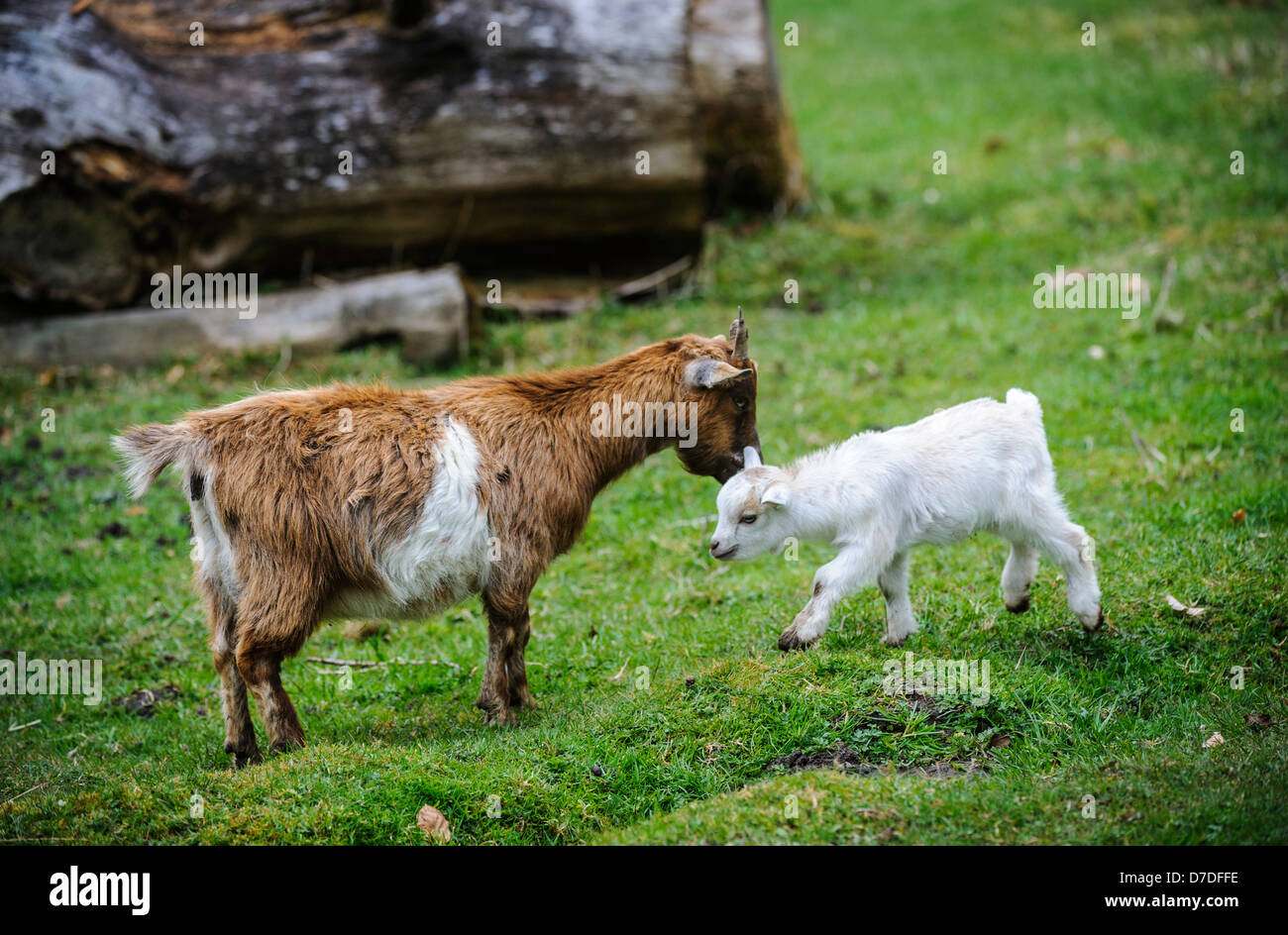 Pygmy Goat kid (approx 10 days old) feeding from it's mum on a small