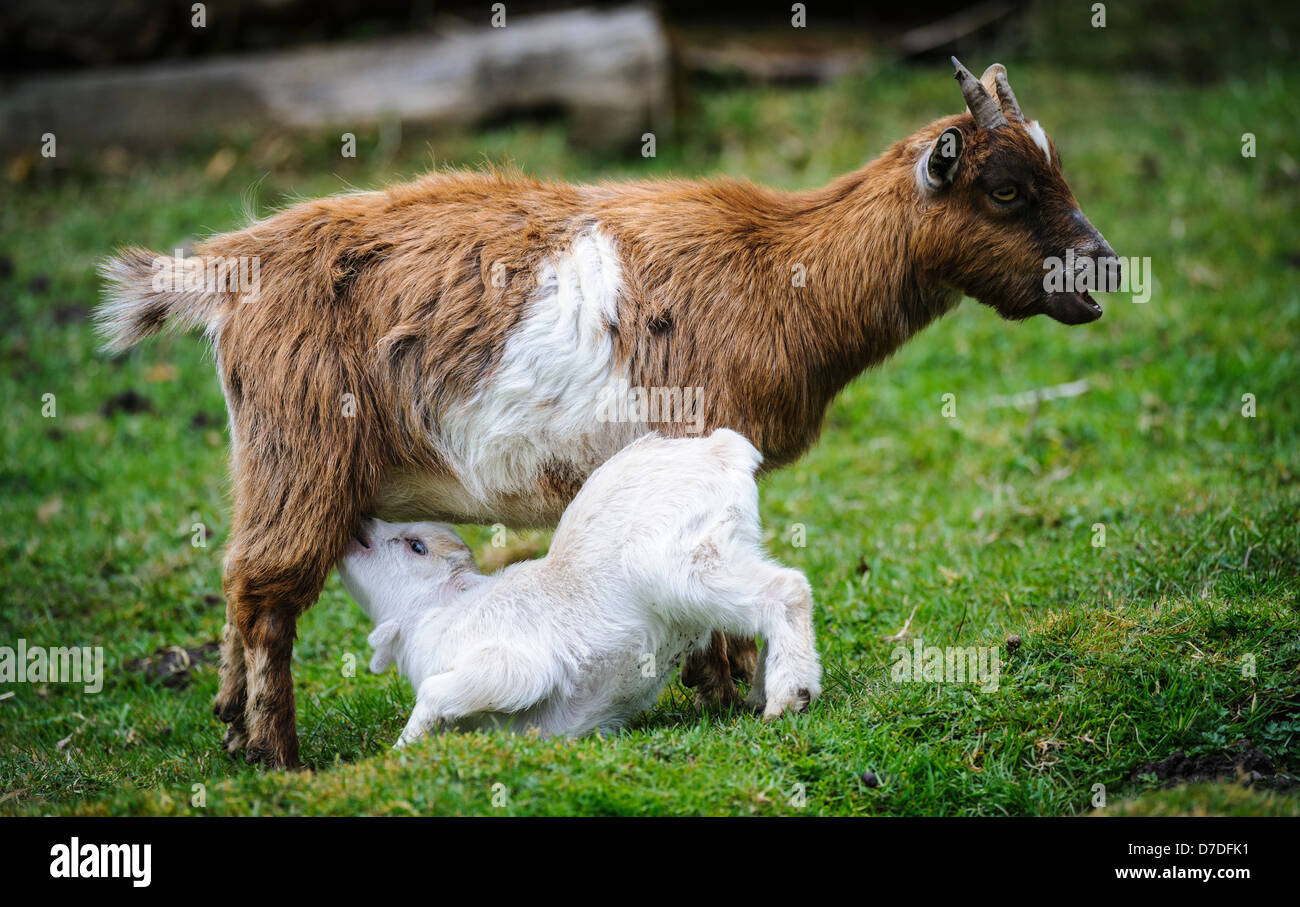 Pygmy Goat kid (approx 10 days old) feeding from it's mum on a small
