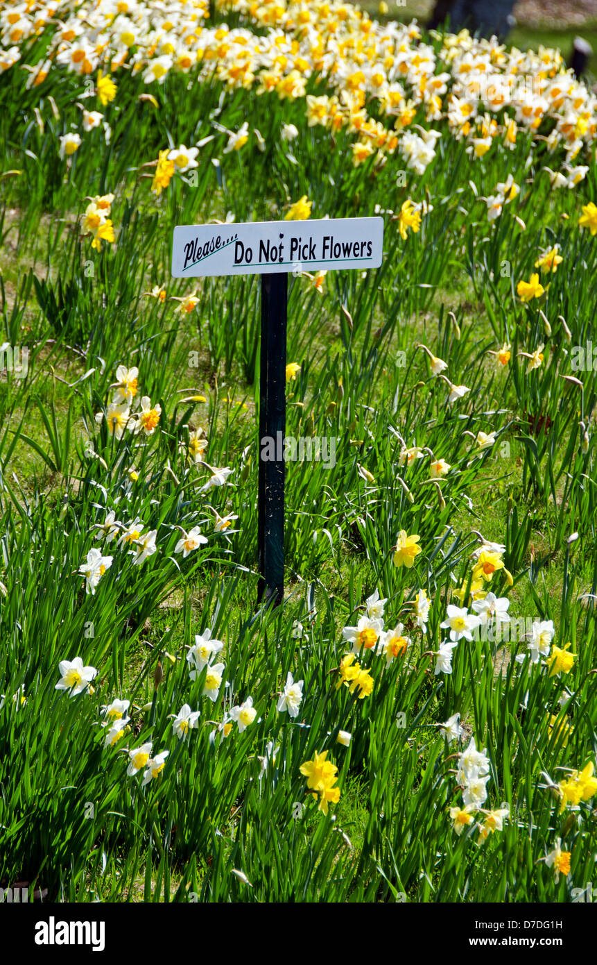 Sign reading "Please do not pick flowers" in a field of daffodils Stock