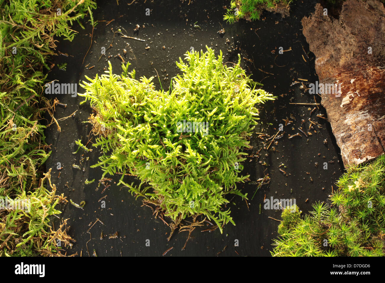 Light green moss heart on dark stone Stock Photo