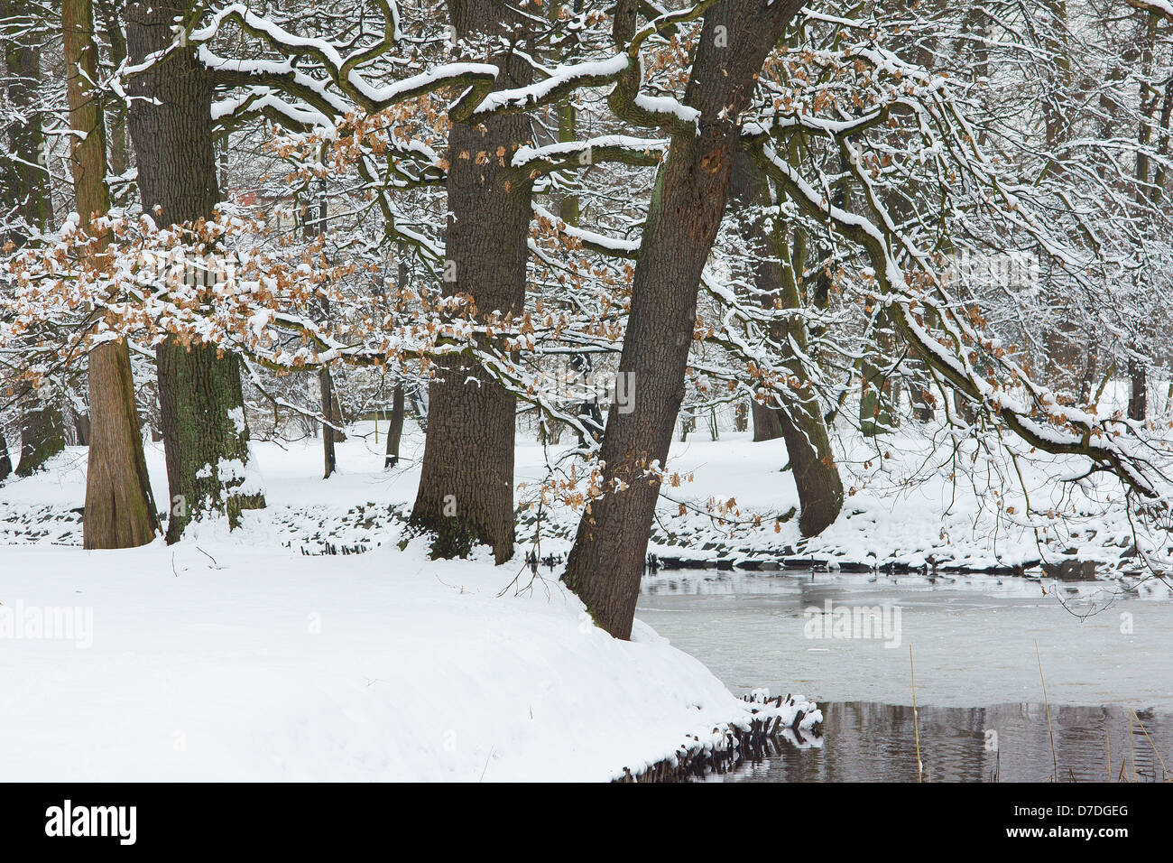 Trees covered with snow winter wonderland Stock Photo - Alamy