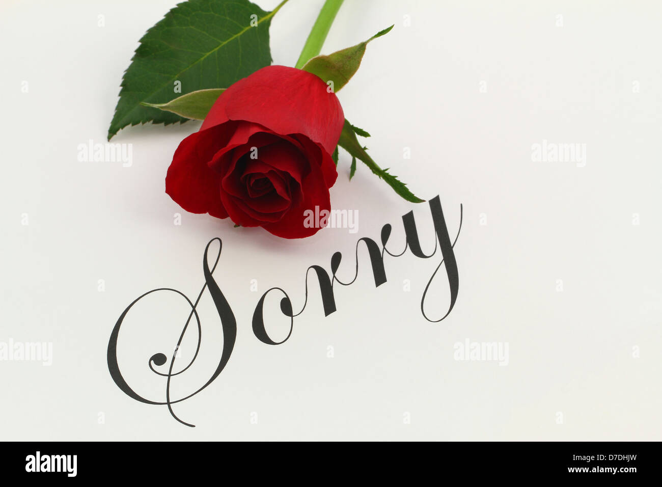 Sorry with red rose Stock Photo - Alamy