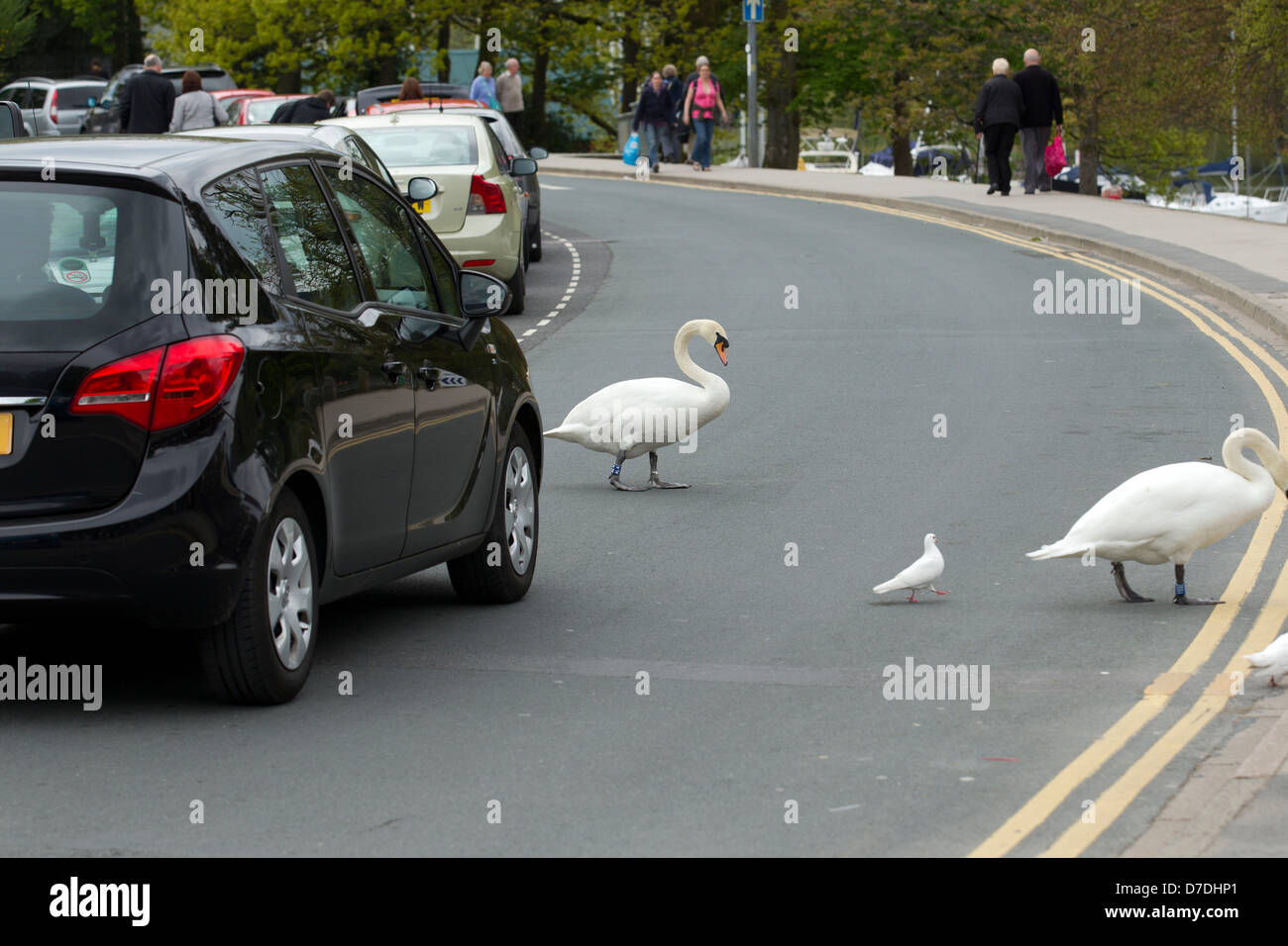 Swan crossing the road at The Glede Bowness on Windermere Stock Photo