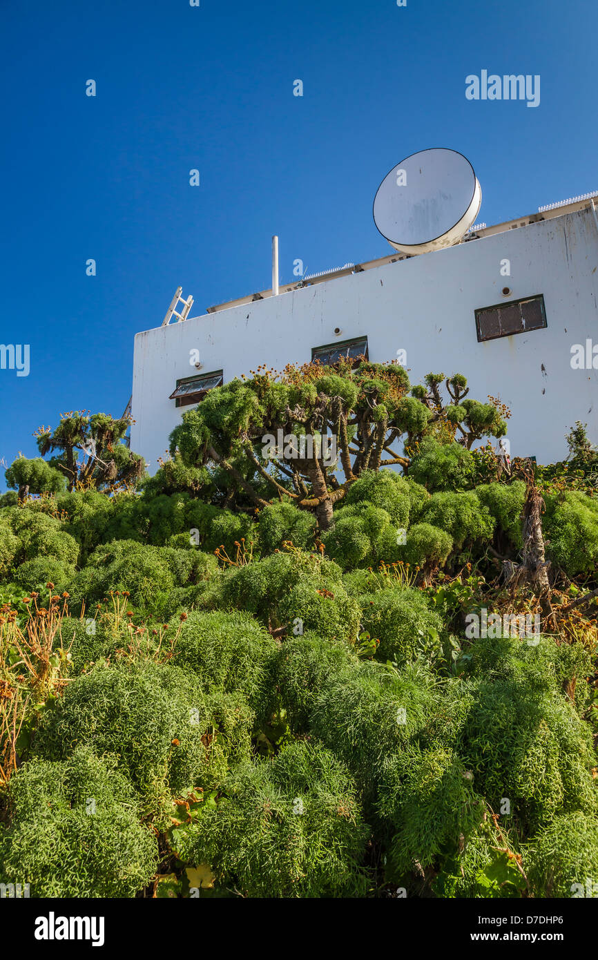 Giant Coreopsis (Coreopsis gigantea) and old U.S. Coast Guard building, East Anacapa, Channel Islands National Park, California Stock Photo