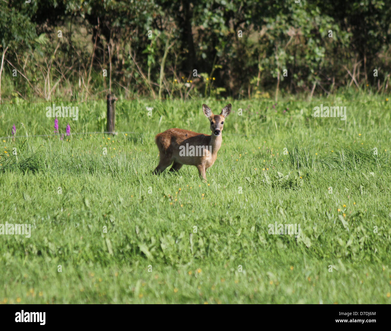 Roe doe deer young spring hi-res stock photography and images - Alamy