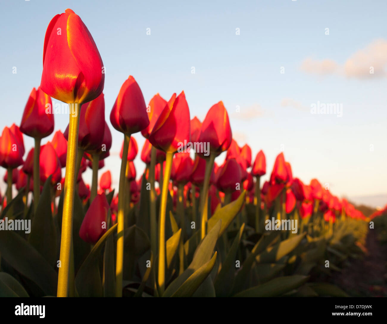 Long stemmed tulips hires stock photography and images Alamy