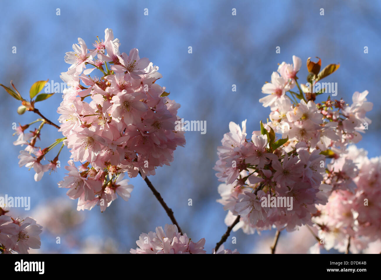 Cherry blossom tree in spring time Stock Photo - Alamy