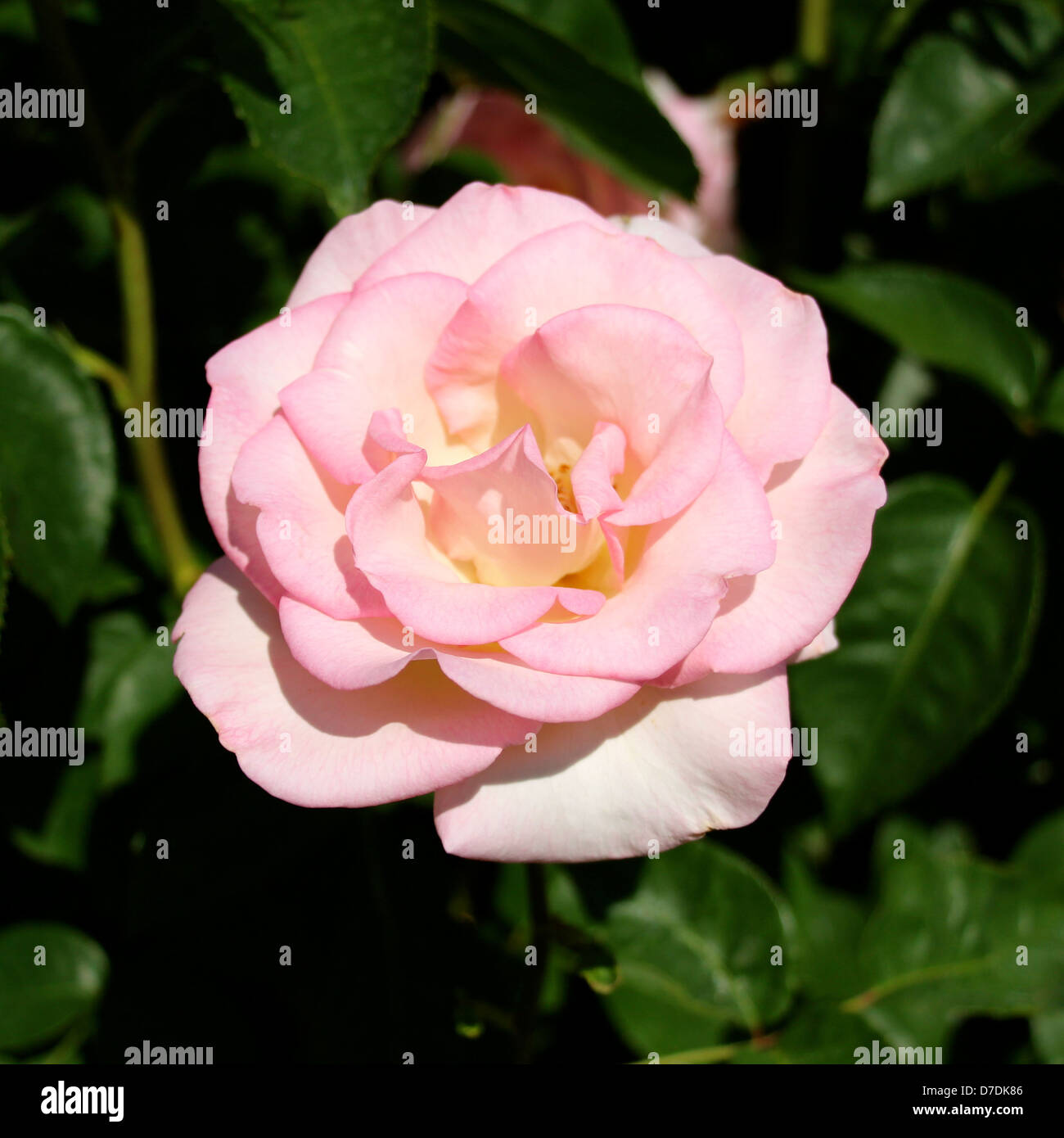 Pink Promise Rose, hybrid tea, Coiner, planted in 2009 at the San Jose Municipal Rose Garden in San Jose, California. Stock Photo