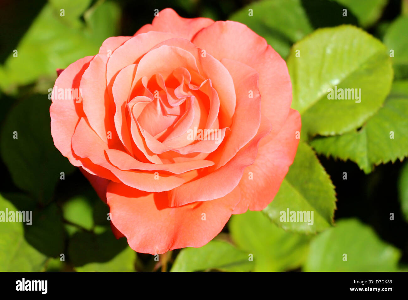 Artistry Rose, Hybrid Tea, Zary planted in 1997 at the San Jose Municipal Rose Garden in California. Stock Photo
