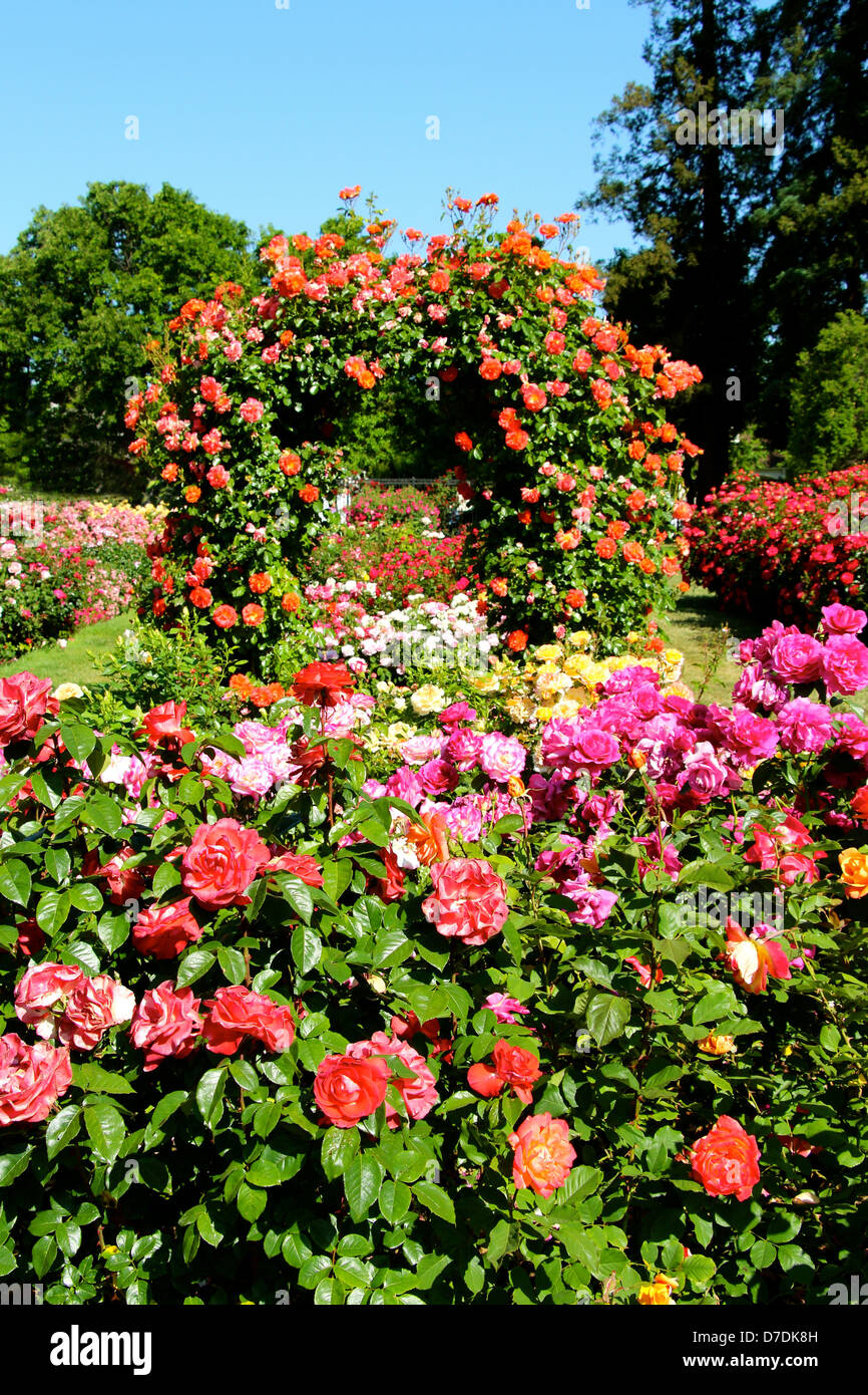 San Jose Municipal Rose Garden In San Jose, California Stock Photo - Alamy