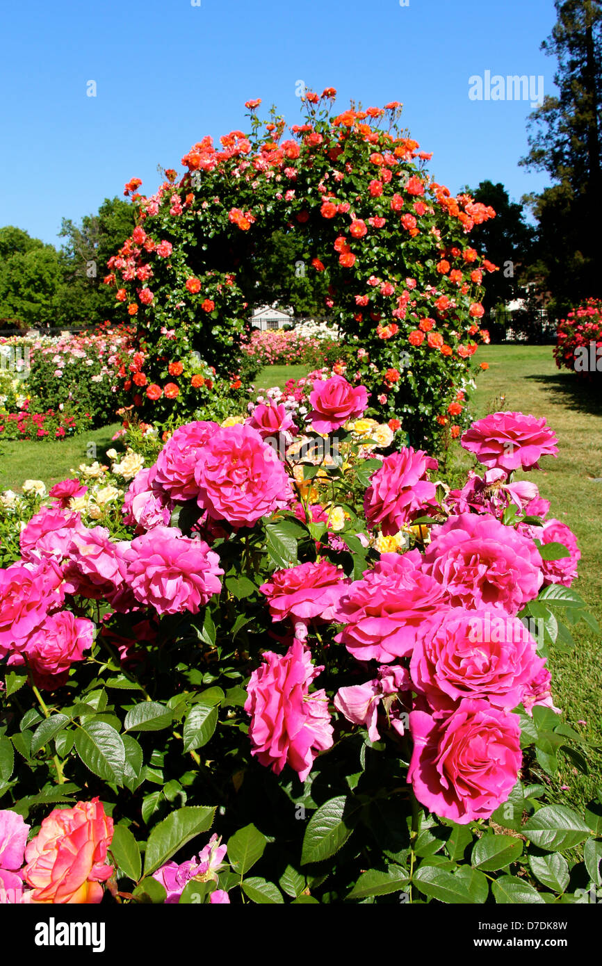 San Jose Municipal Rose Garden In San Jose, California. Stock Photo