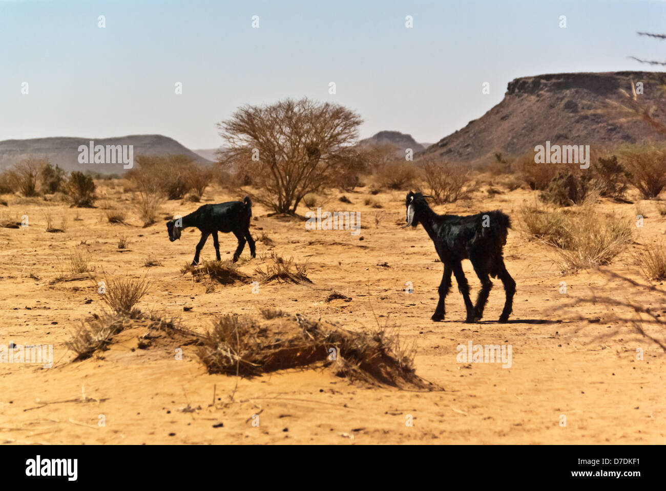 Goats near the ruins of the Musawwarat es-Sufra temples, northern Sudan Stock Photo
