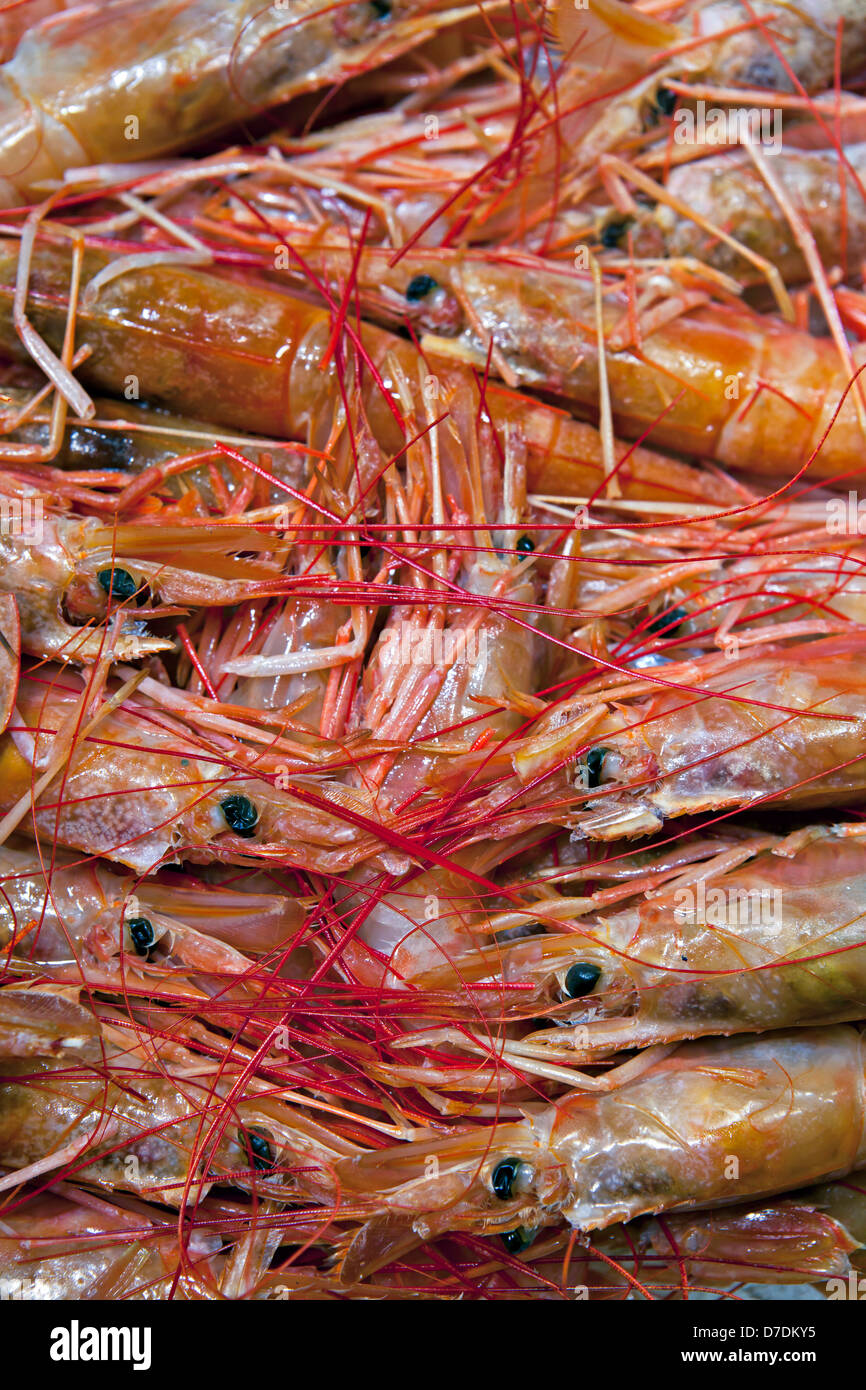 A closeup view of a group of shrimps Stock Photo Alamy