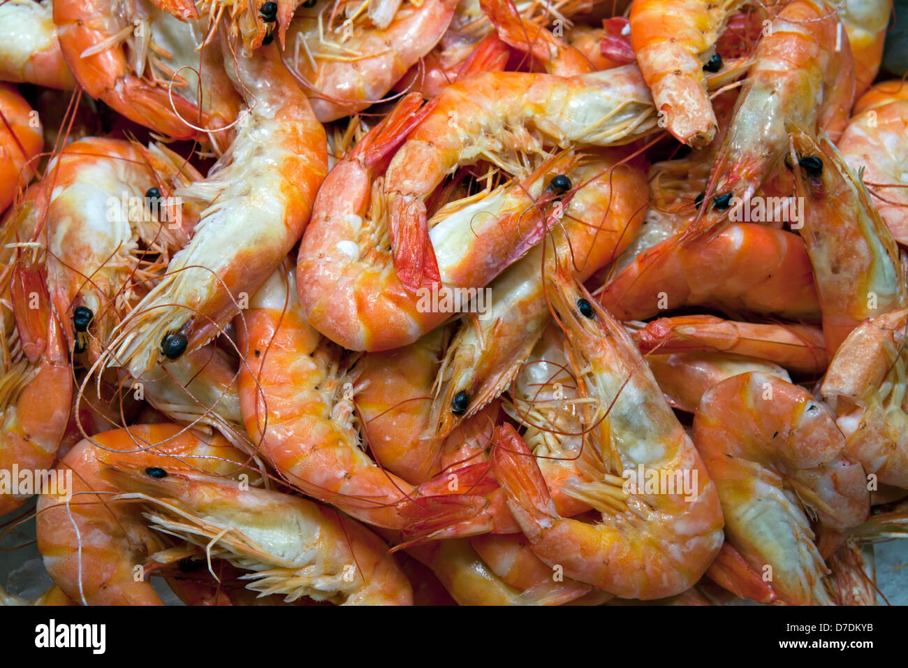 A closeup view of a group of shrimps Stock Photo Alamy