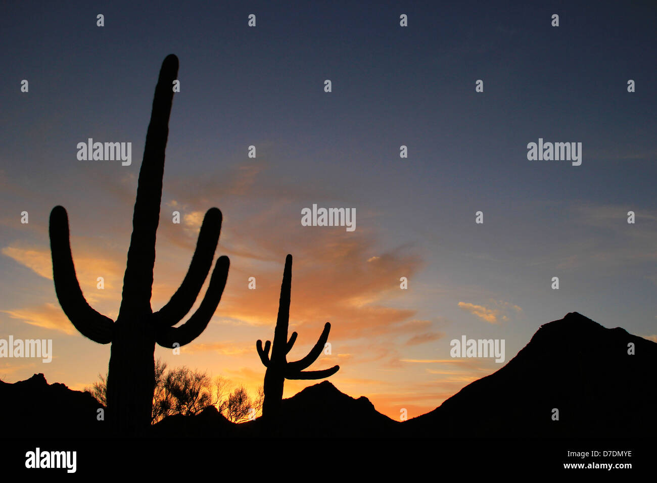 Saguaro National Park at sunset, Arizona, USA Stock Photo