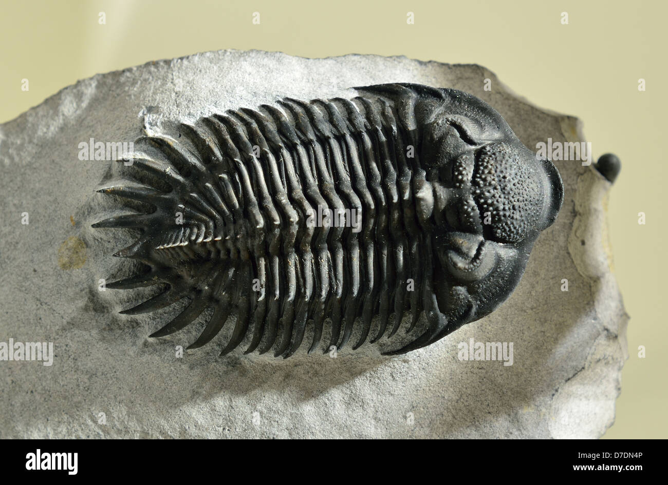 Trilobite fossil Saharops bensaOdi. Devonian age. Stock Photo