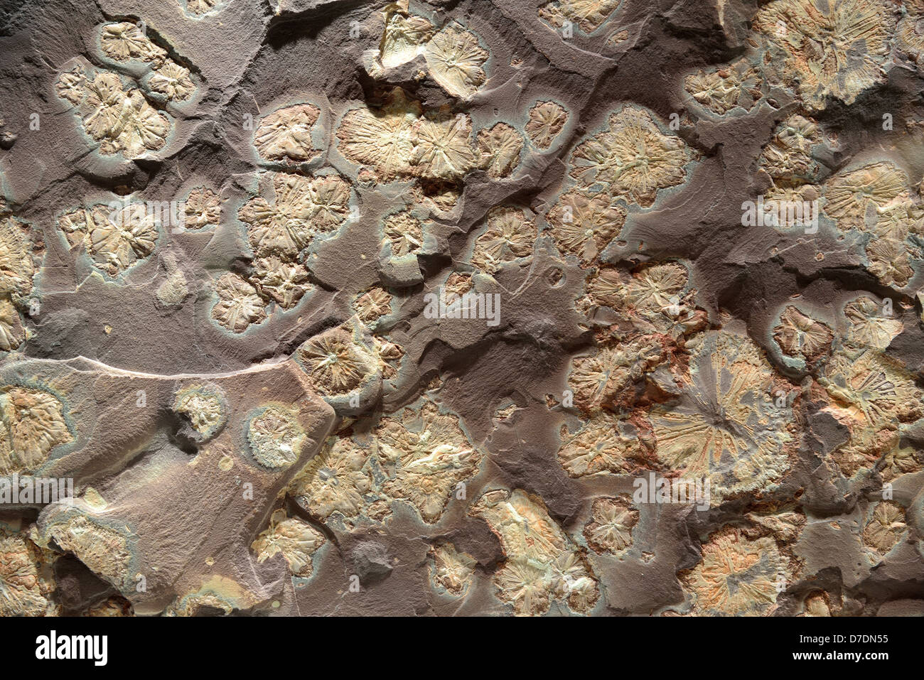 Jellyfish fossil hires stock photography and images Alamy