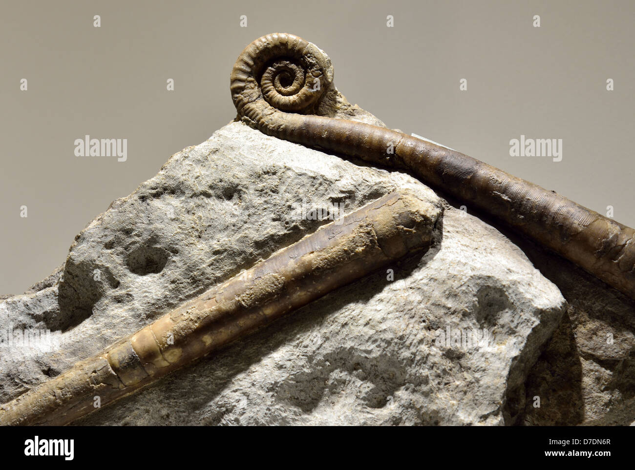 Fossil nautiloids. Ordovician age. Stock Photo