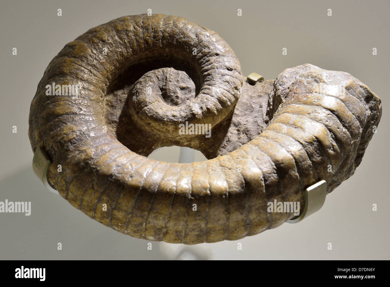 Fossil nautiloid Aphetoceras americanus. Ordovician age. Stock Photo
