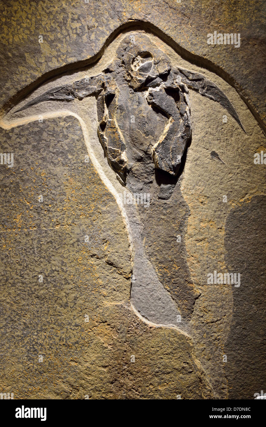 Fossil fish Placodermi. Devonian age. Stock Photo