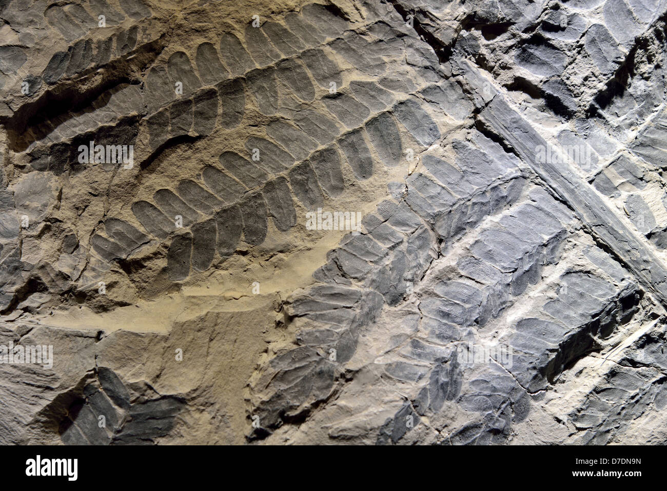 fossil imprint of seed fern Neuropteris leaves. Carboniferous age. Stock Photo