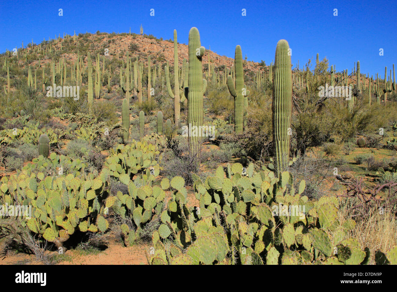 Saguaro National Park, Arizona, USA Stock Photo - Alamy