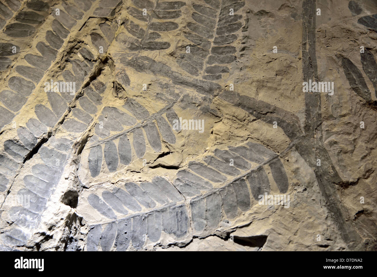 Fossil imprint of seed fern Neuropteris leaves. Carboniferous age. Stock Photo
